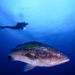 Cabo de Palos, the Diving Capital of the Mediterranean