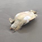 14 de octubre de 1963: Derrame del pantano de La Belleza bloquea las carreteras a Cabo de Palos