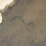 15 de febrero de 1974 – Eurovosa presenta en Madrid sus primeros complejos turísticos con 3.500 apartamentos en La Manga