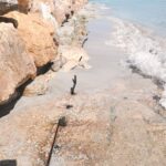 1957: Ballenatos frente a la costa alicantina y murciana atraen a cientos de curiosos