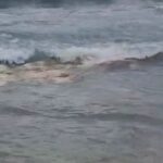 13 de abril de 1971 | La Manga, epicentro nacional de la vela optimist