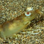 La UMU lidera un proyecto pionero para el cultivo del langostino mediterráneo en el Mar Menor