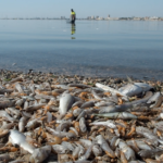 El Plan Copla refuerza la seguridad con más de 77 efectivos en las playas de San Javier y La Manga