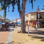 El Museo de la Ciencia y el Agua invita a descubrir el Mar Menor con nuevos acuarios y talleres sobre tortugas marinas