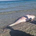 Procabo apoya conectar Cabo de Palos con su entorno, pero rechaza el aparcamiento subterráneo en el puerto