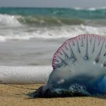 Islas Menores rinde homenaje a la Virgen de las Nieves en el día grande de sus fiestas