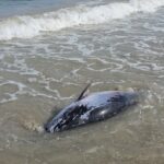 3 de septiembre de 1962: Cabo de Palos estrena 30 viviendas para sus pescadores